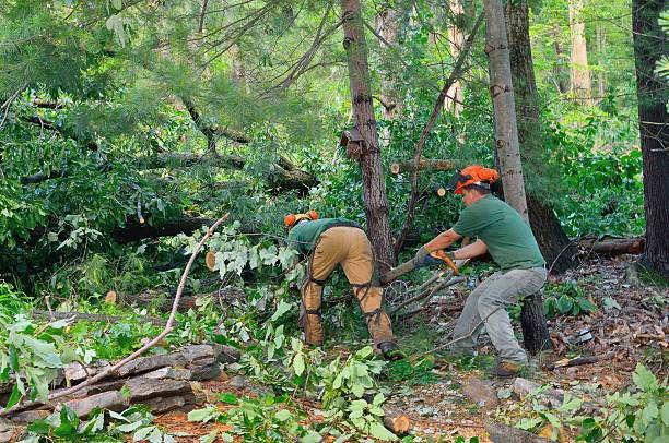 The Steps Involved in Our Tree Care Process in Cave Springs, AR